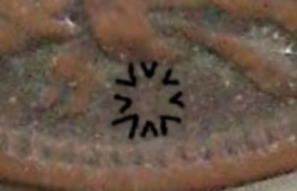 1909-Indian-......now-I-Know-You-Can-See-This-Mint-Mark
